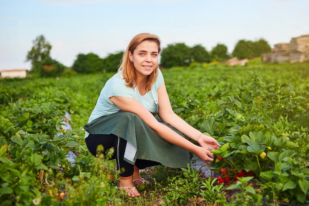 Une agricultrice travaillant dans un champ de fraises Une ouvrière cueille des fraises