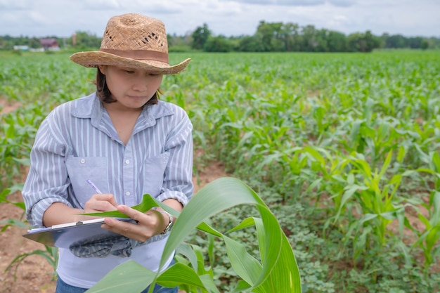 Agricultrice travaillant dans une ferme de maïsCollecte des données sur la croissance des plants de maïs