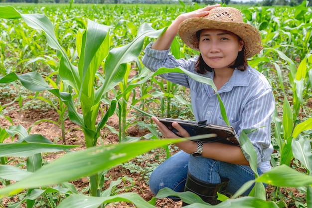 Une agricultrice travaillant dans une ferme de maïsCollecte des données sur la croissance des plants de maïsElle tient un ordinateur à tablette tactile