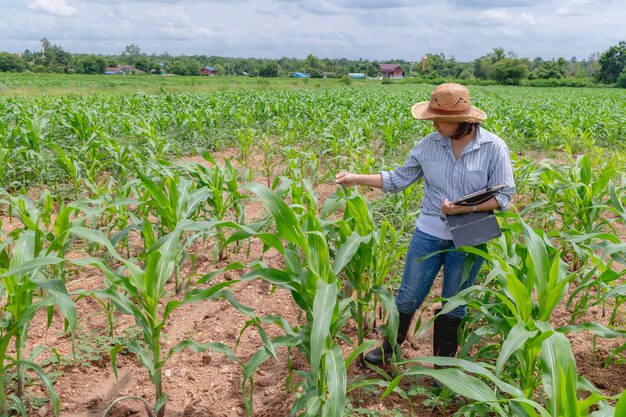 Une agricultrice travaillant dans une ferme de maïsCollecte des données sur la croissance des plants de maïsElle tient un ordinateur à tablette tactile