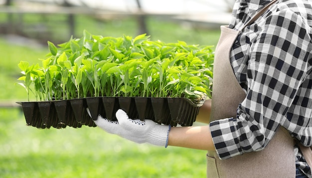 Agricultrice travaillant dans une grande serre