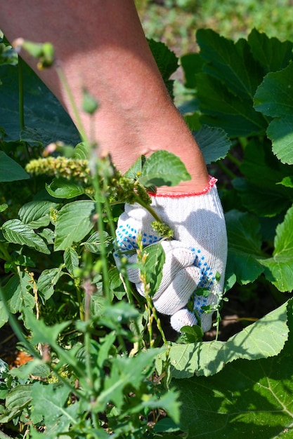 Une agricultrice travaillant dans le jardin Une femme arrache les mauvaises herbes dans un jardin biologique