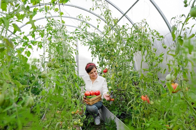 Une agricultrice travaillant dans une serre biologique. Femme cultivant des plantes bio, des tomates à la ferme