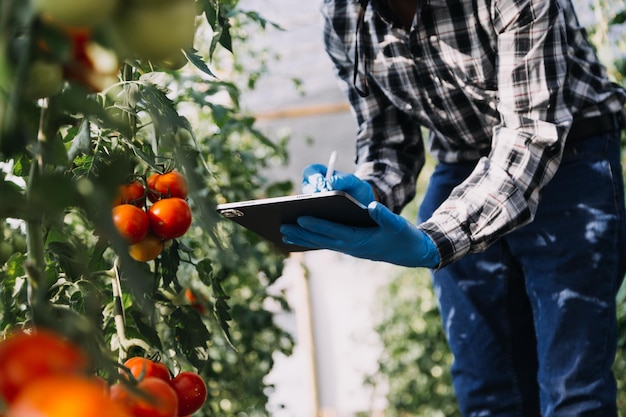 Une agricultrice travaillant tôt à la ferme tenant un panier en bois de légumes frais et une tablette