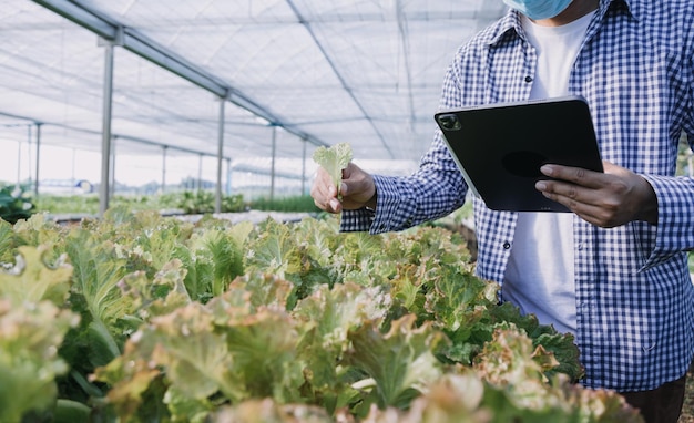 Une agricultrice travaillant tôt à la ferme tenant un panier en bois de légumes frais et une tablette