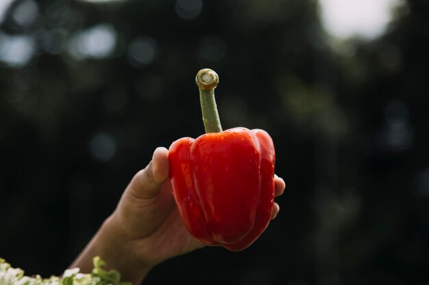 Une agricultrice travaillant tôt à la ferme tenant un panier en bois de légumes frais et une tablette