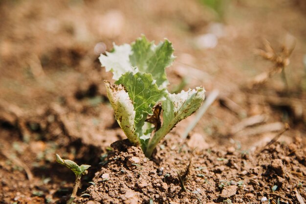 Une agricultrice travaillant tôt à la ferme tenant un panier en bois de légumes frais et une tablette