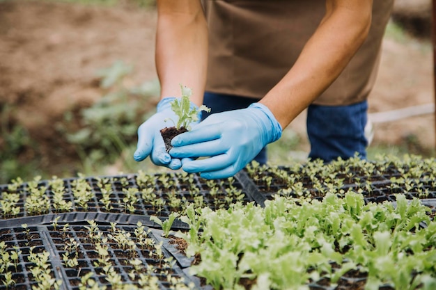 Une agricultrice travaillant tôt à la ferme tenant un panier en bois de légumes frais et une tablette