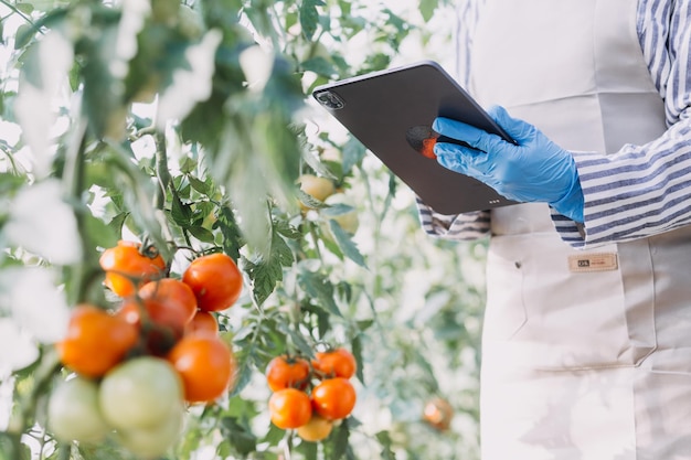 Une agricultrice travaillant tôt à la ferme tenant un panier en bois de légumes frais et une tablettex9