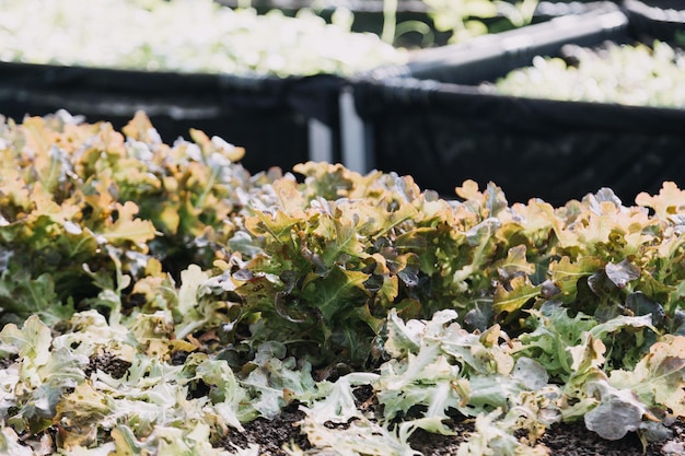 Une agricultrice travaillant tôt à la ferme tenant un panier en bois de légumes frais et une tablettex9