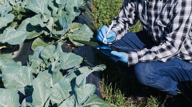 Une agricultrice travaillant tôt à la ferme tenant un panier en bois de légumes frais et une tablettex9xA