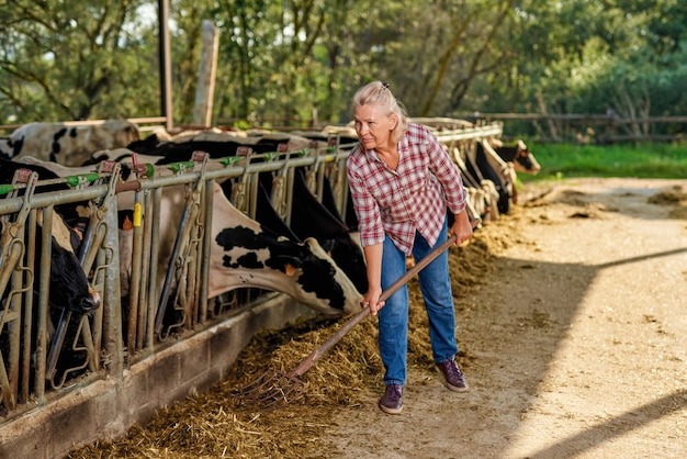 Une agricultrice travaille à la ferme avec des vaches laitières.