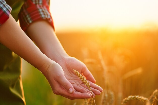 Une agricultrice traverse un champ jaune de blé mûr et touche les épillets dorés avec sa main au coucher du soleil