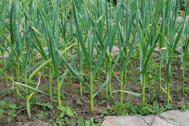 Agriculture et agriculture jeune ail pousse dans le jardin pousses vertes de jeunes pousses d'ail