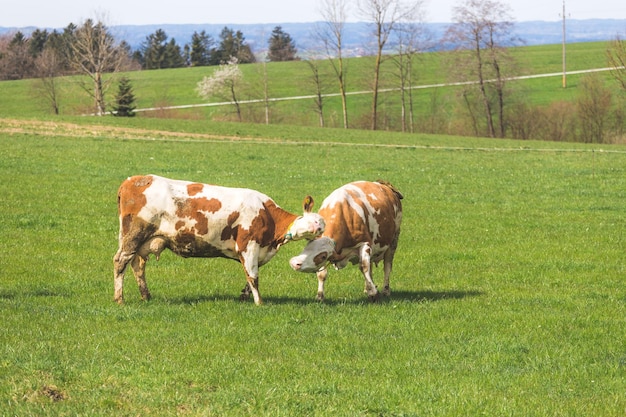 Agriculture biologique en Autriche Des vaches heureuses jouent dans la prairie au printemps