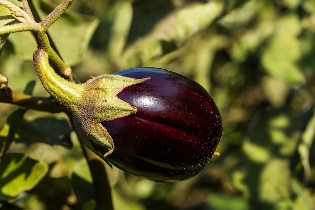 Agriculture biologique et naturelle fraîche; champ d'aubergines, récolte.