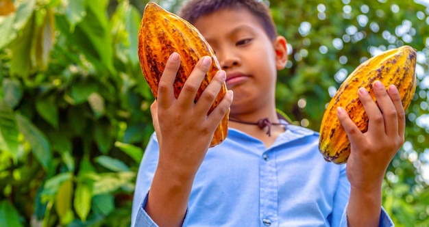 Agriculture cabosses de cacao mûres jaunes entre les mains d'un garçon agriculteur récolté dans une plantation de cacao