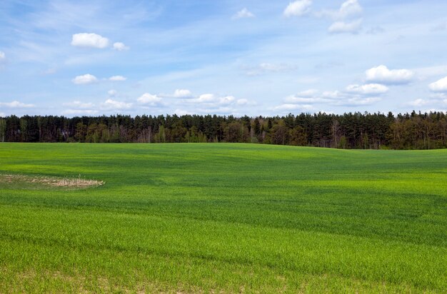 Agriculture. des céréales. Champ agricole de printemps sur lequel poussent de l'herbe verte non mûre au printemps