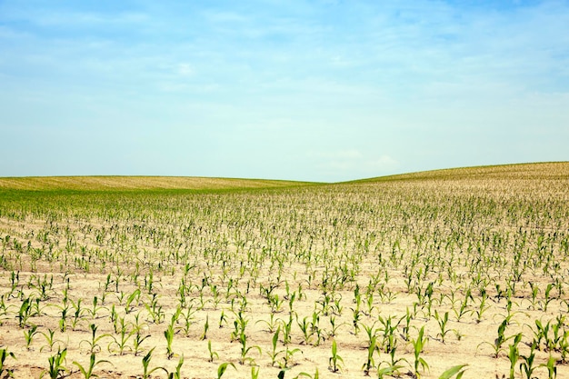 Agriculture de champ de maïs