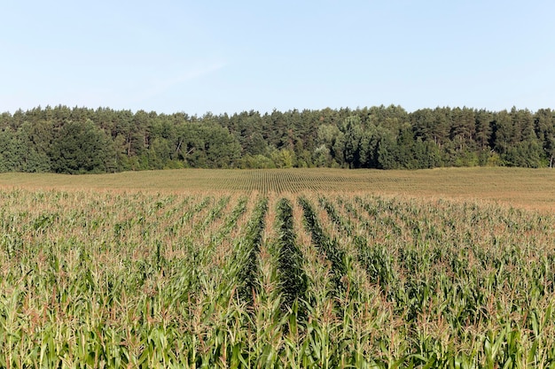 Agriculture de champ de maïs