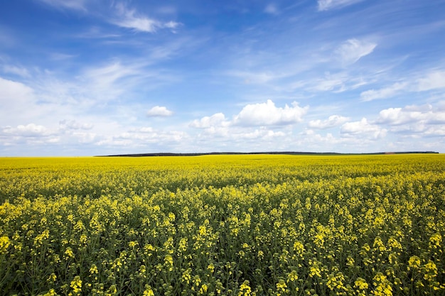 Agriculture Colza Printemps