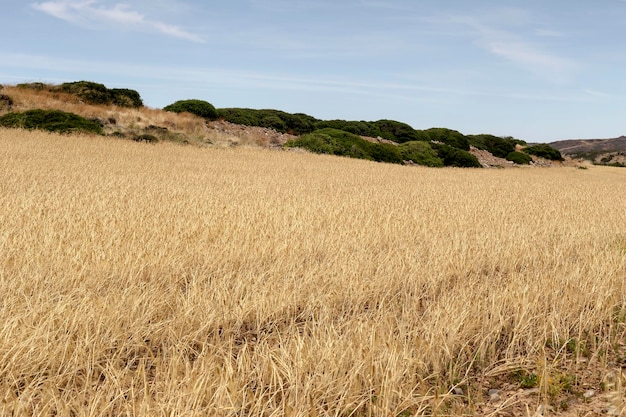 Agriculture Culture de céréales Champ jaune avec du blé mûr par une chaude journée d'été