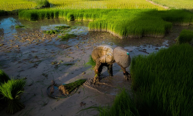 l&#39;agriculture dans les rizières