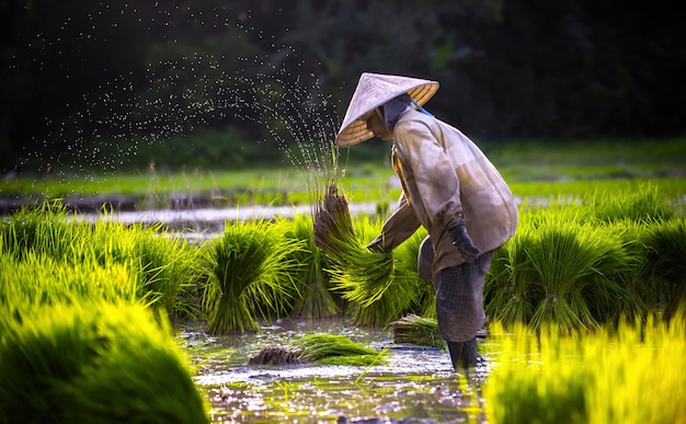 l&#39;agriculture dans les rizières