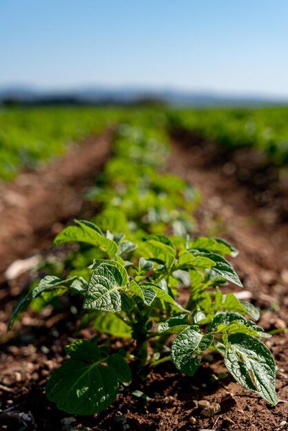 Photo agriculture et élevage plantation de pommes de terre sur le terrain