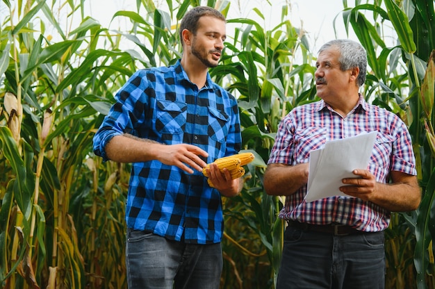 L'agriculture familiale. Le père et le fils des agriculteurs travaillent dans un champ de maïs. Notion agricole.