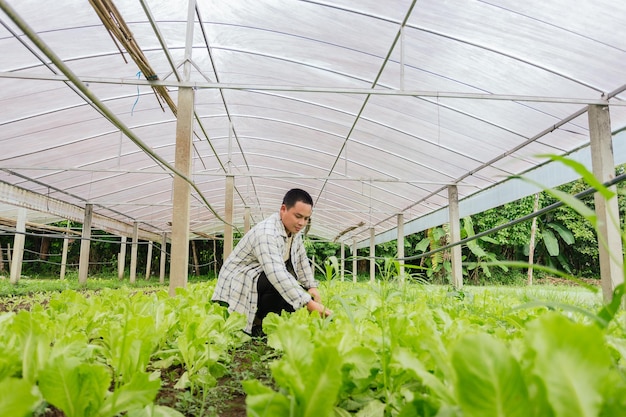 Agriculture Homme asiatique prenant soin de la salade dans une ferme maraîchère biologique Concept de petite entreprise