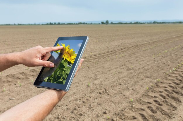 Agriculture intelligente. Agriculteur utilisant la plantation de tournesol de comprimé. Concept d'agriculture moderne.