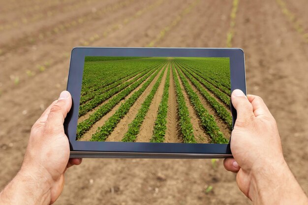 Agriculture intelligente. Agriculteur utilisant une tablette Plantation de soja. Concept agricole moderne.