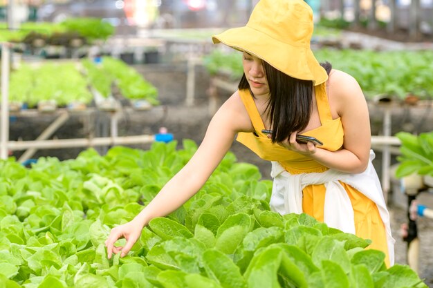 Agriculture intelligente, ferme, concept de technologie de capteur. Main d'agriculteur à l'aide d'un téléphone intelligent pour surveiller la température, l'humidité, la pression, la lumière du sol dans la ferme aux fraises.