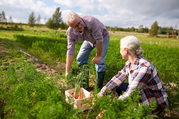 agriculture, jardinage, agriculture, récolte et concept humain - couple de personnes âgées avec boîte cueillant des carottes au jardin de la ferme