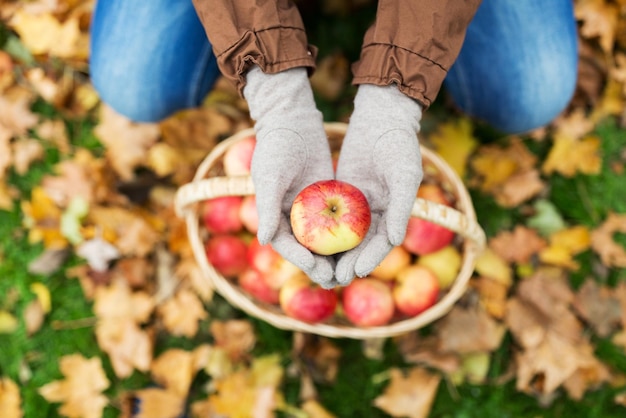 agriculture, jardinage, récolte et concept humain - mains de femme tenant des pommes sur un panier en osier au jardin d'automne