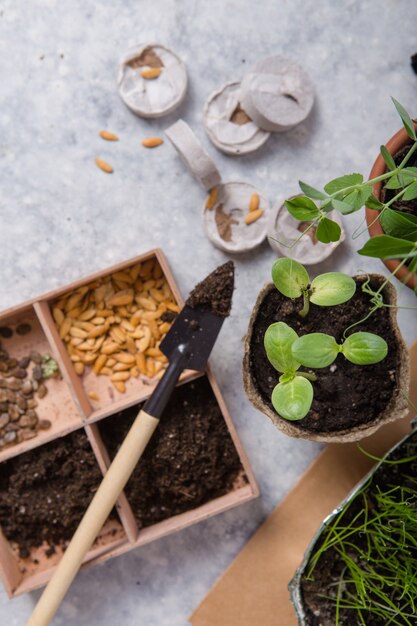 L'agriculture de jardinage. Semis de concombre et de poire dans un pot de tourbe avec un sol dispersé et un outil de jardin. Set pour croître sur une surface en béton.