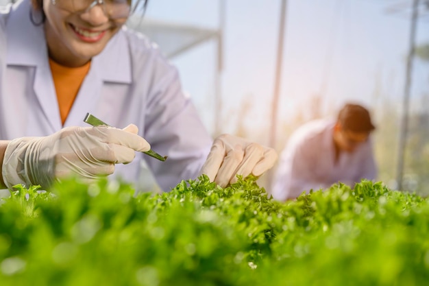 Agriculture, jardinier, ferme, récolte, légumes, concept technologique. La main en gros plan d'un agriculteur mène des recherches sur la laitue pour une bonne inspection de la qualité agricole.