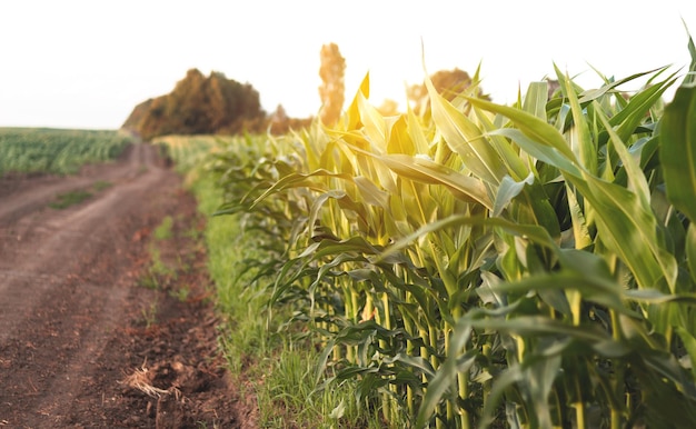 Agriculture de maïs Nature verte Champ rural sur les terres agricoles en été Croissance des plantes Scène agricole