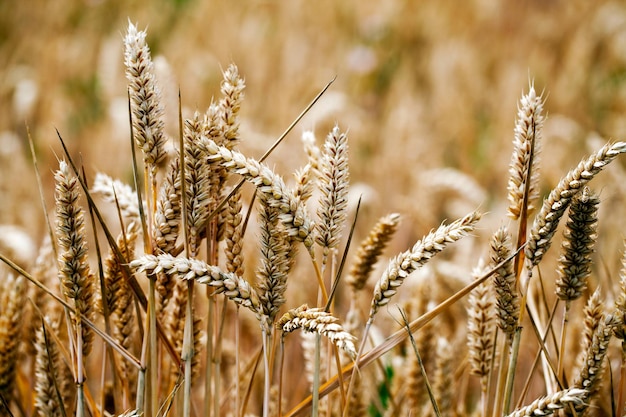 Agriculture Plant Spike Field in Nature Photo