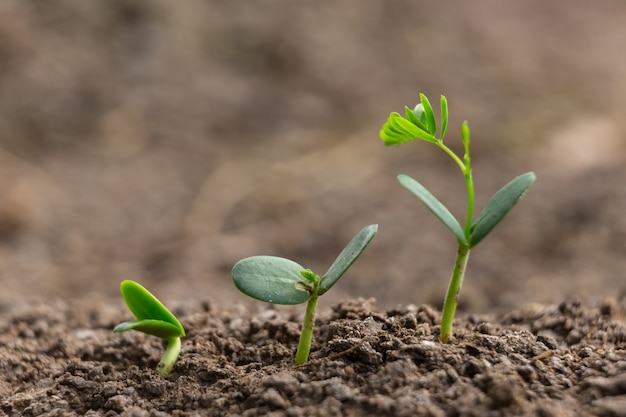 Agriculture, plantation d&#39;ensemencement en croissance, concept de croissance d&#39;entreprise