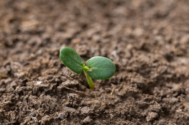 Agriculture, plantation d&#39;ensemencement en croissance, concept de croissance d&#39;entreprise