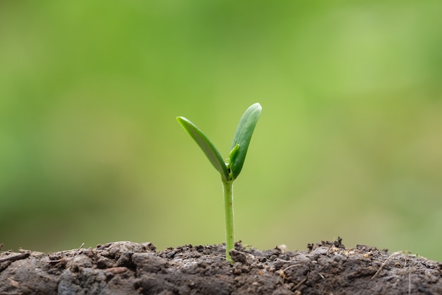 Agriculture, plantation d&#39;ensemencement en croissance, concept de croissance d&#39;entreprise