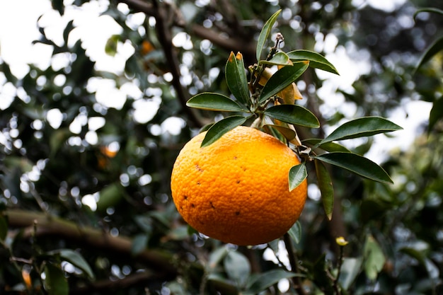 Agriculture de plantation de mandarines hallabong fruits plante arbre dans le parc-jardin de Jeju lieu de repère pour les coréens et les voyageurs étrangers voyage visite manger boisson à l'île de Jeju do Corée du Sud