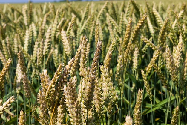 L'agriculture pour la culture du blé et la récolte des céréales