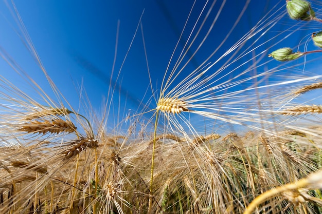 L'agriculture pour la culture du seigle et la récolte des céréales