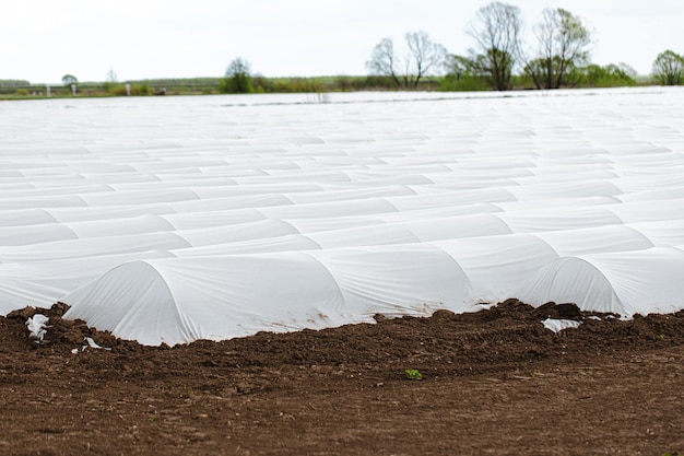 L'agriculture de printemps des semis de produits agricoles pousse dans un sol fertilisé