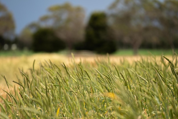 agriculture régénérative ferme de culture du blé et de l'orge agriculture durable en Australie ranch de culture