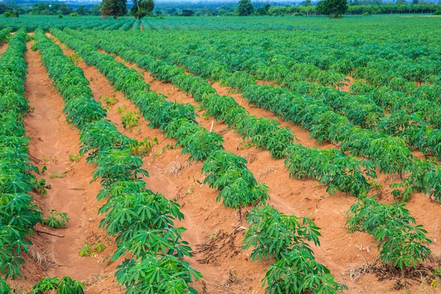 Agriculture de terres agricoles de manioc en Thaïlande