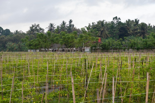 L'agriculture traditionnelle du piment à Banyuwangi Regency Indonésie